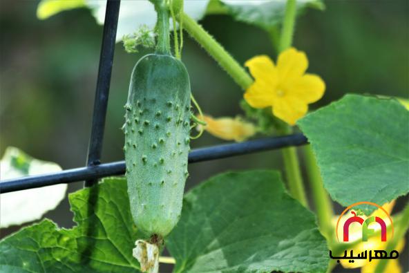 مرکز عرضه خیار سبز بوته ای