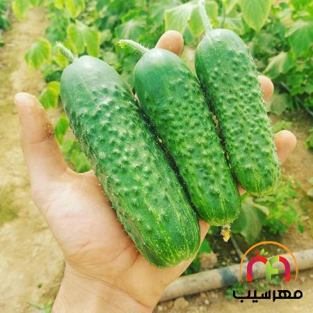 بررسی کیفی خیار خاردار ارزان