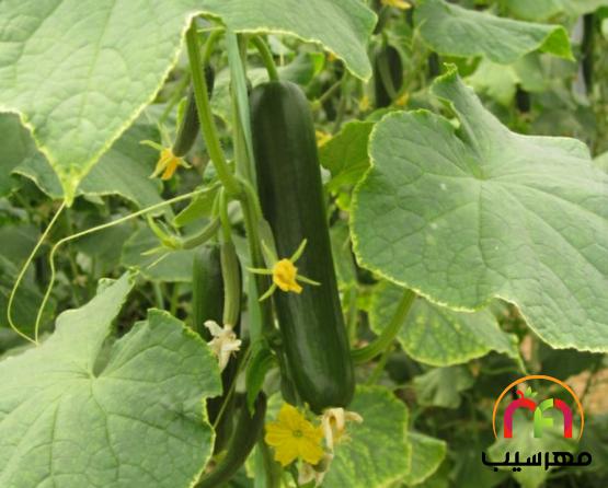 عرضه مستقیم خیار سبز ارگانیک گلخانه ای