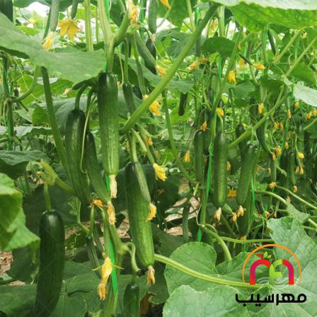 بررسی دقیق تر قیمت  خیار گلخانه ای جیرفت