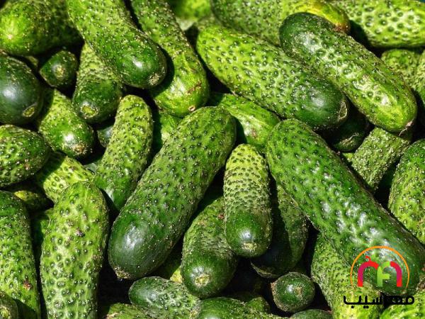 مشخصات انواع خیار خاردار گلخانه ای