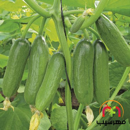 خیار برای درمان یبوست مفید است