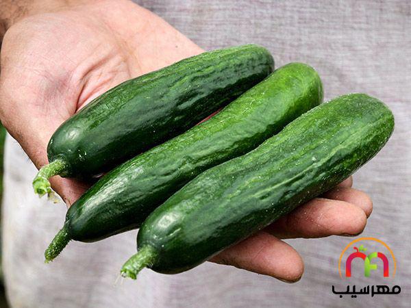 آشنایی با تولیدکنندگان خیار گلخانه ای زودرس بهاره