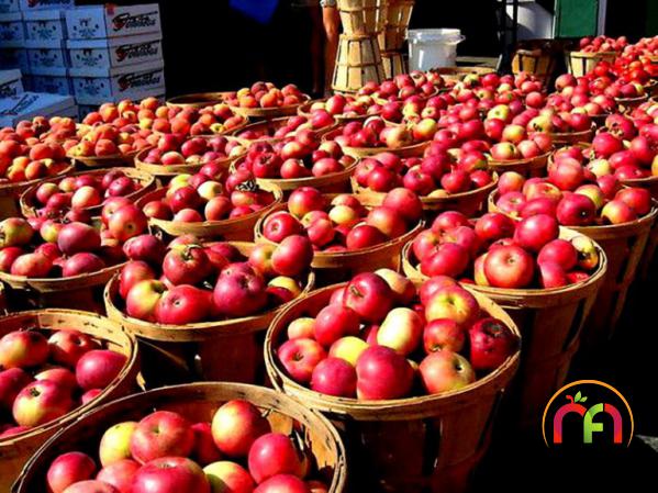 تولیدکنندگان بهترین انواع سیب تازه