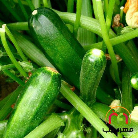 فروش تضمینی خیار بوته ای ارزان