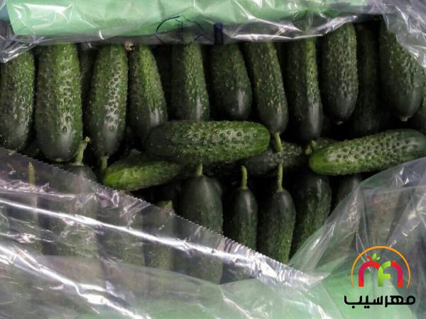 تولیدکنندگان خیار مجلسی گلخانه ای