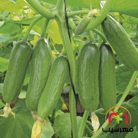 توزیع کنندگان خیار گلخانه ای ورامین