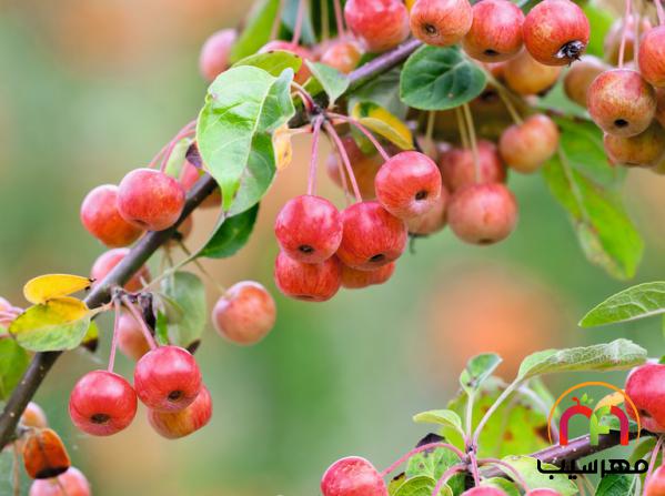 راهنمای خرید انواع سیب درختی کوچک