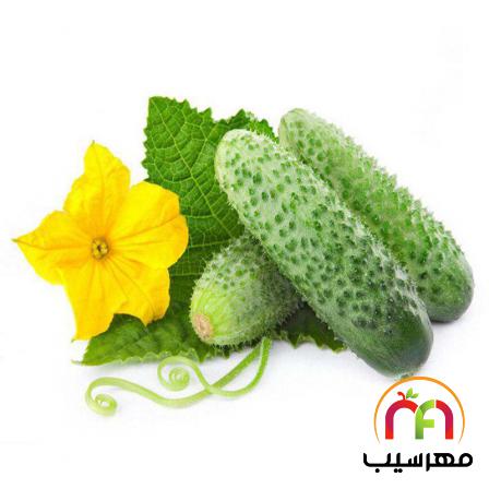 فروش انواع خیار خاردار گلخانه ای