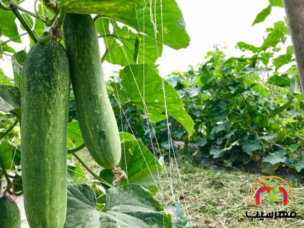 قیمت روز خیار گلخانه ای زودرس