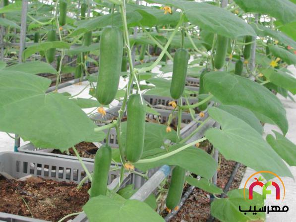 برترین فروشنده خیار گلخانه ای پرگل