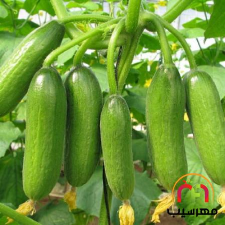 آنچه باید درباره خیار بوته ای بخوانید