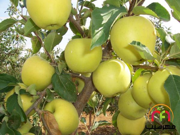 قطب تولید سیب زرد شیراز