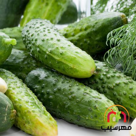 توزیع انواع خیار خاردار صادراتی