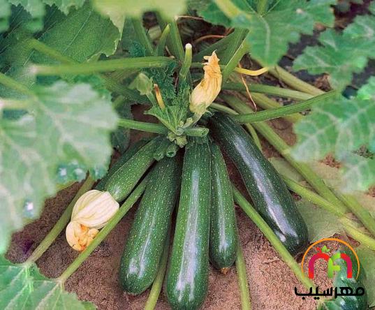 صادرات انواع خیار گلخانه ای مرغوب