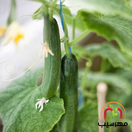 اطلاعاتی درباره کیفیت خیار گلخانه ای