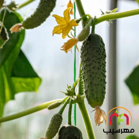 موارد مصرف خیار گلخانه ای درجه دو