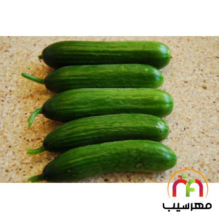 عرضه بی واسطه خیار گلخانه ای کیلویی