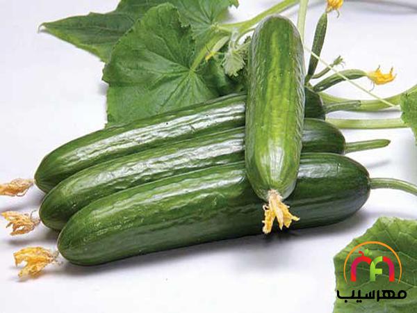 عرضه کنندگان بی واسطه خیار بوته ای درجه یک