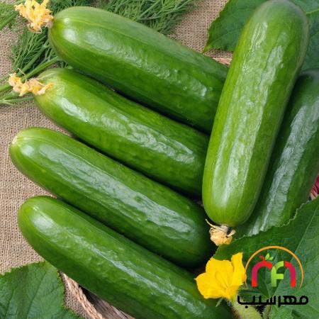 فروش انواع خیار گلخانه ای کوچک