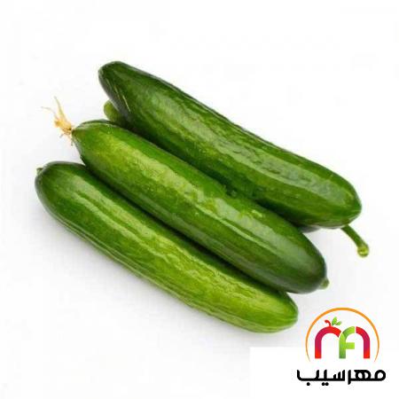 راهنمای تهیه انواع خیار سبز بوته ای