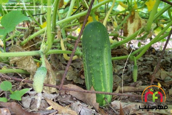 صادرات انواع خیار خاردار بوته ای