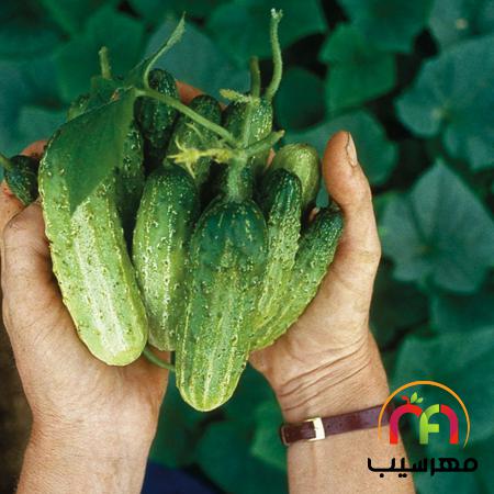 آخرین قیمت خیار بوته ای ارگانیک