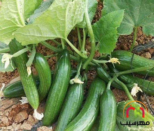 تولید خیارشور با خیار بوته ای