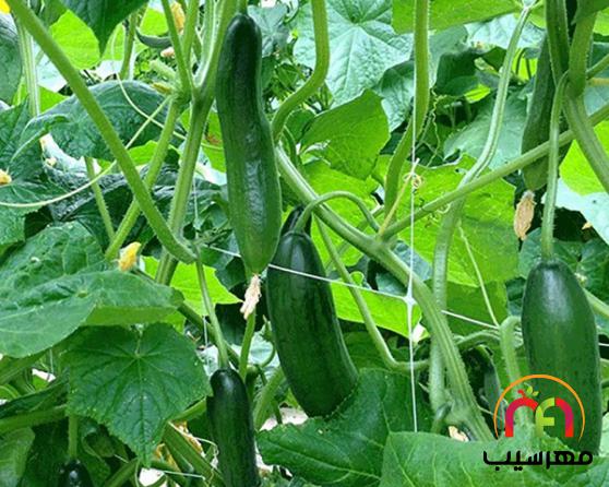 المان های تأثیرگذار بر قیمت خیار گلخانه ای کیلویی