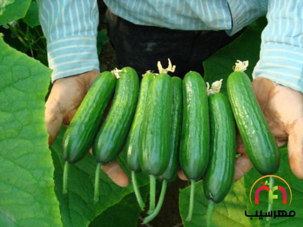 آنچه باید درباره خیار بوته ای بدانید