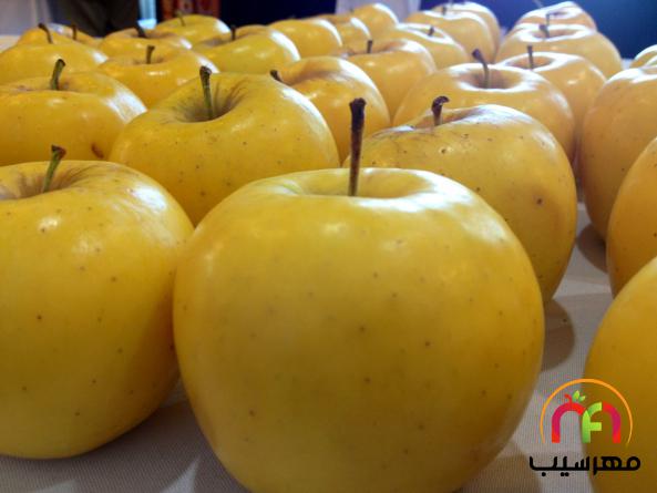 نرخ تولیدی سیب زرد باکیفیت صادراتی
