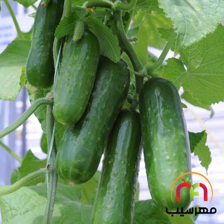 صادرات خیار گلخانه ای زمستانه