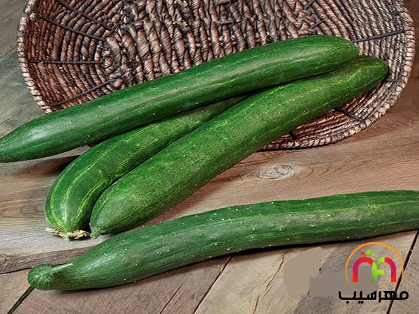 مرکز تولید خیار سبز ساده گلخانه ای