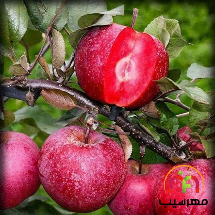 سیب برای سلامتی فوق العاده مفید است