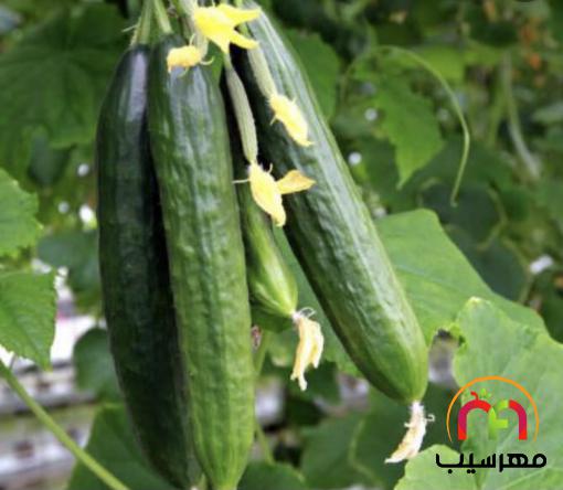 قیمت تولیدی خیار بوته ای درجه یک