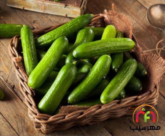 اطلاعاتی درباره انواع خیار گلخانه ای