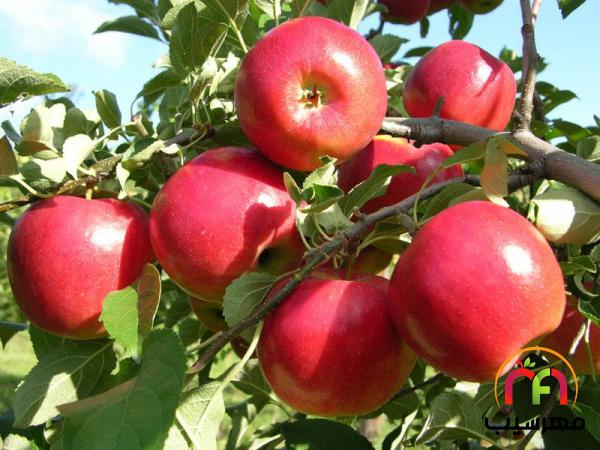 خرید انواع سیب صادراتی