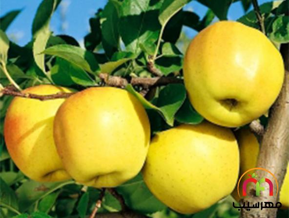 قیمت تولیدی سیب زرد شیراز عمده